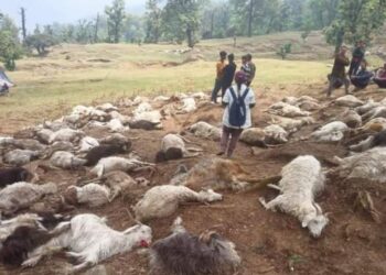 बागेश्वर कपकोट -: दानपुर क्षेत्र में आकाशीय बिजली गिरने से 121 बकरियों की मौत…