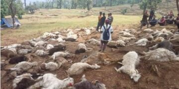 बागेश्वर कपकोट -: दानपुर क्षेत्र में आकाशीय बिजली गिरने से 121 बकरियों की मौत…