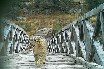 चोरगाड में चहलकदमी करता हिम तेंदुआ ट्रैप कैमरे में कैद, पहली बार हुई एक और घटना