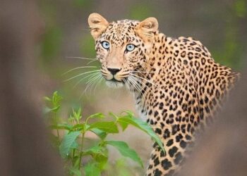 सात साल के मासूम को घर के आंगन से उठा ले गया गुलदार, बनाया निवाला