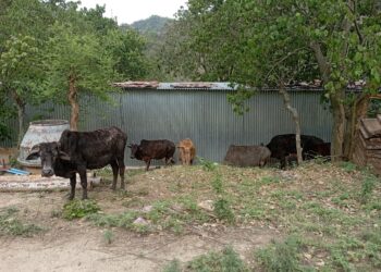 सड़कों पर निराश्रित घूम रहे गौंवश को मिला आशियाना, गौ रक्षा विभाग की टीम ने पपड़ासू स्थित गौधाम पहुंचाया, पपड़ासू में 25 गौवंश के लिए बनाया गया है गौ रक्षा धाम, भविष्य में दो सौ गौवंश के लिए किया जायेगा गौ धाम का निर्माण