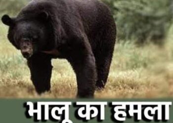 यहाँ भालू ने जंगल में बकरी चराने गये व्यक्ति पर किया हमला