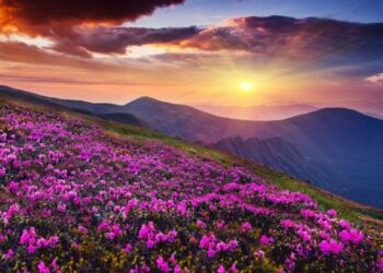 फूलों की घाटी-विश्व धरोहर फूलों की घाटी में एक माह में पहुंचे रिकॉर्ड 3,500से अधिक प्रकृति प्रेमी