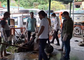 निराश्रित घायल गौवंश का ट्रीटमेंट कर गौधाम पहुंचाया, गौ रक्षा विभाग की टीम नगर पालिका क्षेत्र में कर रही गौवंश संरक्षण का कार्य