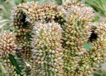 4290 प्रति कुंतल की दर से किसानों से की जाएगी मंडुवा की खरीद