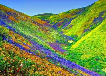 शीतकाल के लिए बंद हुई फूलों की घाटी