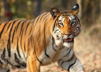 बुजुर्ग महिला को गुलदार ने बनाया निवाला