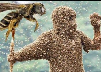 मधुमक्खियों का परिवार पर हमला, पिता की मौत अन्य चार घायल