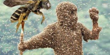 मधुमक्खियों का परिवार पर हमला, पिता की मौत अन्य चार घायल