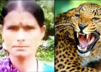 बेतालघाट में बाघ ने महिला को बनाया निवाला, ग्रामीणों में आक्रोश