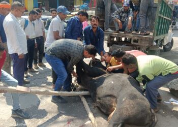 चोटिल अवस्था में घूम रहे निराश्रित नंदी का ट्रीटमेंट किया, रैंतोली में बने गोसदन पहुंचाकर किया जा रहा इलाज,गौ रक्षा विभाग के कार्य की चौतरफा प्रशंसा, अब तक गौ रक्षा विभाग कर चुका है दर्जनों निराश्रित गोवंश का संरक्षण