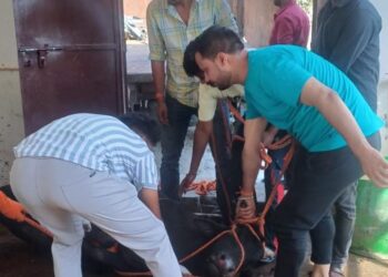 बद्रीनाथ हाईवे पर तेज रफ्तार वाहन ने कुचला नंदी, गौ रक्षा विभाग की टीम के साथ पशुपालन विभाग ने किया ट्रीटमेंट