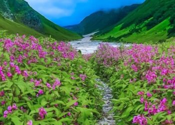 1 जून से 31 अक्टूबर तक सैलानियों के लिए खुली रहेगी फूलों की घाटी