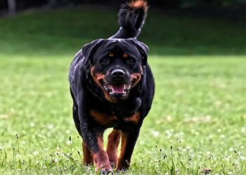 खतरनाक रॉटविलर कुत्ते ने महिला को किया लहूलुहान,लगाने पड़े 200 टांके, महिला की हालत गंभीर