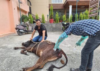 सड़कों में घूम रहे निराश्रित घायल गोवंश का किया ट्रीटमेंट, वाहनों की चपेट में आकर चोटिल हो रहे गोवंश,गौ रक्षा विभाग की टीम ने किया घायल और बीमार निराश्रित गोवंश का इलाज