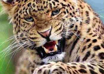 दुःखद खबर :- घर के आंगन में खेल रही मासूम बच्ची को गुलदार ने बनाया निवाला,गांव में दहशत का माहौल