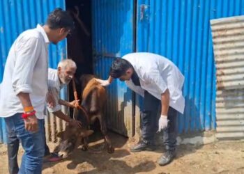 टिक्स की समस्या से जूझ रहे निराश्रित गौवंश पर लगाए इंजेक्शन,खुरपक्का-मुहपक्का रोग के बचाव को लेकर पशुओं का किया टीकाकरण,निराश्रित गौवंश के संरक्षण को लेकर गौ रक्षा विभाग तत्पर,पपड़ासू स्थित गौसदन में निराश्रित गौवंश का उपचार किया.