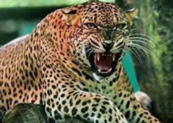 पहाड़ों में गुलदार का आतंक जारी, अब पौड़ी गढ़वाल के इस गांव में महिला को बनाया निवाला