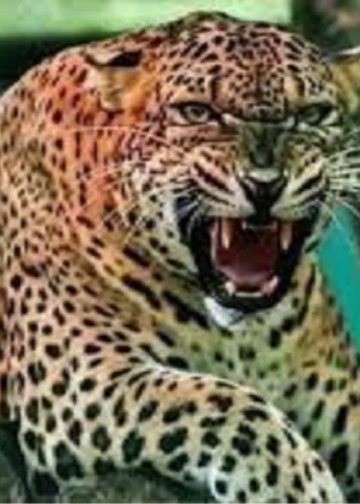 पहाड़ों में गुलदार का आतंक जारी, अब पौड़ी गढ़वाल के इस गांव में महिला को बनाया निवाला