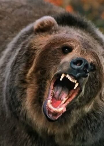 भालू के हमले से महिला घायल,सामुदायिक स्वास्थ्य केंद्र बीरोंखाल में चल रहा उपचार