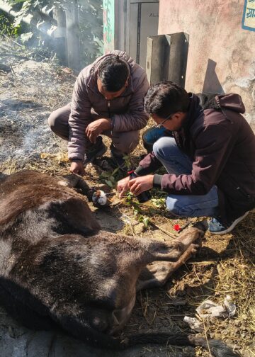 सड़कों में जिंदगी और मौत से जूझ रहे निराश्रित गौवंश,गौ रक्षा विभाग की टीम ने ट्रीटमेंट कर पहुंचाया गोसदन,नशे में वाहन चलाकर निराश्रित गौवंश को कुचलने वालों के खिलाफ कार्यवाही की मांग, सरकार से निराश्रित गौवंश के लिए गोसदन बनाए जाने की मांग