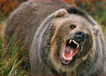 रुद्रप्रयाग के जलई में भालू का हमला, बुजुर्ग महिला घायल,वन विभाग की टीम मौके पर, यूकेडी ने प्रशासन को ठहराया जिम्मेदार