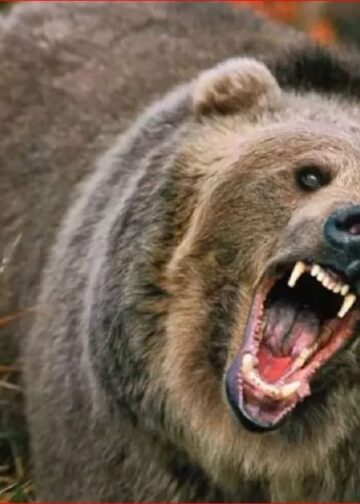 रुद्रप्रयाग के जलई में भालू का हमला, बुजुर्ग महिला घायल,वन विभाग की टीम मौके पर, यूकेडी ने प्रशासन को ठहराया जिम्मेदार