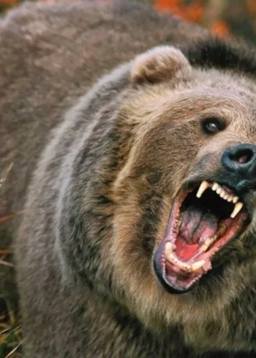 टिहरी में आदमखोर भालू का हमला, ग्राम प्रधान और फारेस्टर समेत तीन लोग घायल