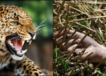 पहाड़ में यहाँ 30 वर्षीय युवक को गुलदार ने बनाया निवाला, क्षेत्र में कोहराम