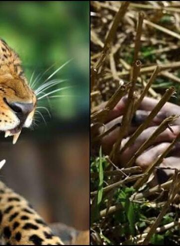 पहाड़ में यहाँ 30 वर्षीय युवक को गुलदार ने बनाया निवाला, क्षेत्र में कोहराम