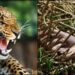 पहाड़ में यहाँ 30 वर्षीय युवक को गुलदार ने बनाया निवाला, क्षेत्र में कोहराम