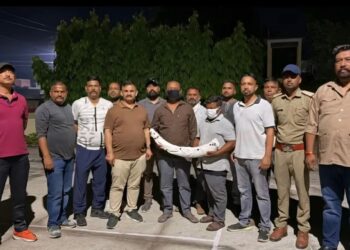 STF का बड़ा शिकंजा,डेढ़ करोड़ के हाथी दांत के साथ तस्कर दबोचे