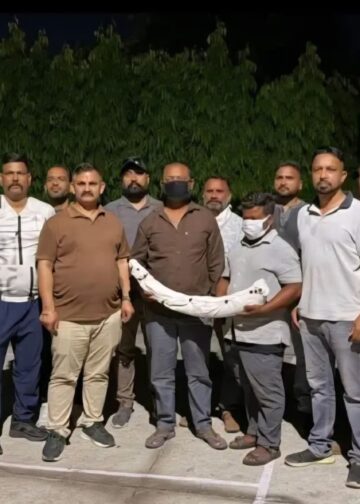 STF का बड़ा शिकंजा,डेढ़ करोड़ के हाथी दांत के साथ तस्कर दबोचे