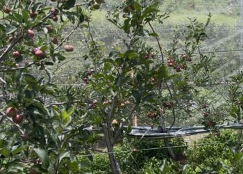 सेब बागवानी से बदली सीमांत गांव की तस्वीर, जमरिया के दो किसानों ने लिखी आत्मनिर्भरता की नई कहानी