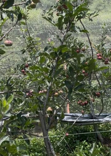 सेब बागवानी से बदली सीमांत गांव की तस्वीर, जमरिया के दो किसानों ने लिखी आत्मनिर्भरता की नई कहानी