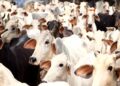 रुद्रप्रयाग से उठेगी गौ संरक्षण की बुलंद आवाज, कल डीएम के माध्यम से राष्ट्रपति-प्रधानमंत्री को भेजा जाएगा हस्ताक्षरयुक्त ज्ञापन