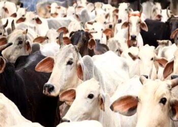रुद्रप्रयाग से उठेगी गौ संरक्षण की बुलंद आवाज, कल डीएम के माध्यम से राष्ट्रपति-प्रधानमंत्री को भेजा जाएगा हस्ताक्षरयुक्त ज्ञापन