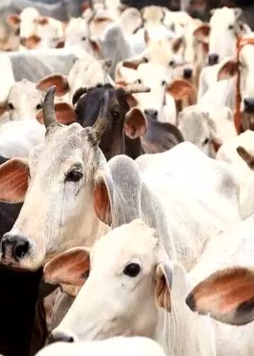 रुद्रप्रयाग से उठेगी गौ संरक्षण की बुलंद आवाज, कल डीएम के माध्यम से राष्ट्रपति-प्रधानमंत्री को भेजा जाएगा हस्ताक्षरयुक्त ज्ञापन