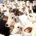 रुद्रप्रयाग से उठेगी गौ संरक्षण की बुलंद आवाज, कल डीएम के माध्यम से राष्ट्रपति-प्रधानमंत्री को भेजा जाएगा हस्ताक्षरयुक्त ज्ञापन