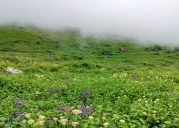 विश्व धरोहर फूलों की घाटी का प्रवेश द्वार क्यों किया गया अस्थायी बंद, जानिए..