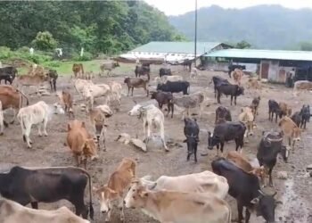 पशुपालन योजनाओं से 1,726 ग्रामीणों को मिला स्वरोजगार का सहारा,पांच वर्षों में 8.65 करोड़ रुपये से अधिक की आर्थिक सहायता वितरित,गौपालन, बकरी पालन समेत विभिन्न योजनाओं से ग्रामीणों की आय बढ़ाने पर जोर