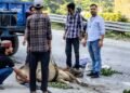 वाहन की टक्कर से घायल नंदी बेकाबू, बाईपास पर मची अफरा-तफरी,