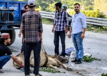 वाहन की टक्कर से घायल नंदी बेकाबू, बाईपास पर मची अफरा-तफरी,