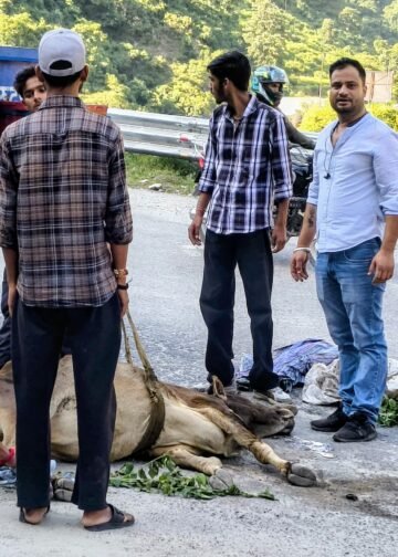 वाहन की टक्कर से घायल नंदी बेकाबू, बाईपास पर मची अफरा-तफरी,