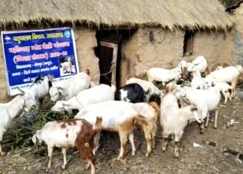पांच साल में टिहरी के ग्रामीणों को पशुपालन योजनाओं से मिले 10.35 करोड़ रुपये